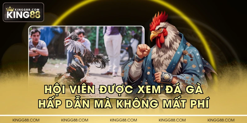 Hội viên được xem đá gà hấp dẫn mà không mất phí